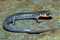 Red-cheeked Salamander