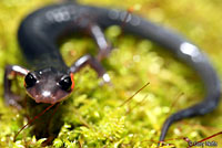 Red-cheeked Salamander