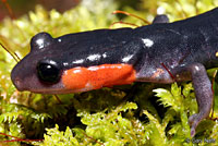 Red-cheeked Salamander