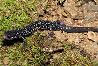 Cumberland Plateau Salamander