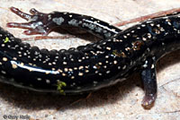 Tellico Salamander