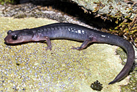 Southern Graycheek Salamander