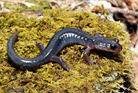 Southern Graycheek Salamander