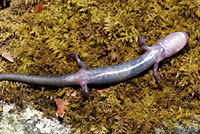 Southern Graycheek Salamander