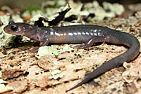 Southern Graycheek Salamander