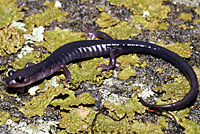 Salamander