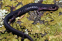 Northern Graycheek Salamander