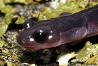 Northern Graycheek Salamander