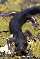 Northern Graycheek Salamander