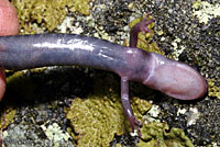 Northern Graycheek Salamander