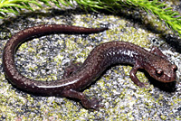 Salamander