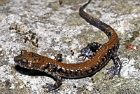 Salamander