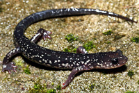 Salamander