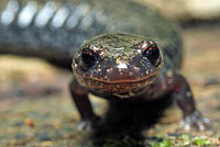 Green Salamander