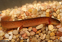 Black-chinned Red Salamander