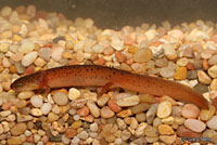 Black-chinned Red Salamander