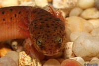 Black-chinned Red Salamander