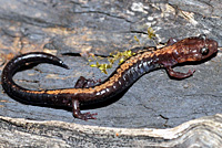 Salamander