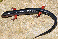 Red-legged Salamander