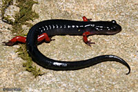 Red-legged Salamander