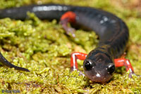 Red-legged Salamander