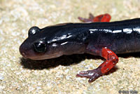 Red-legged Salamander