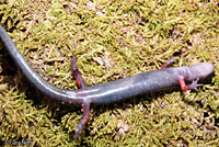 Red-legged Salamander