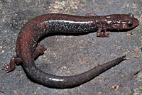 Shenandoah Mountain Salamander