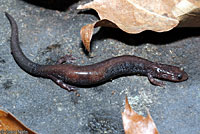 Shenandoah Mountain Salamander