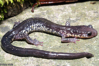 Salamander