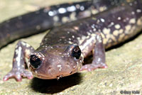Wehrle's Salamander
