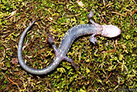 Wehrle's Salamander