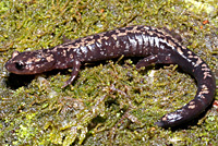 Weller's Salamander