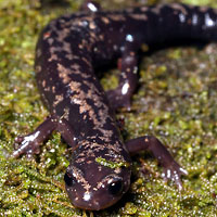 Weller's Salamander