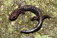 Weller's Salamander