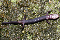 Weller's Salamander