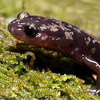 Weller's Salamander