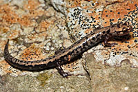 Weller's Salamander