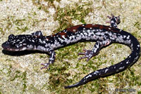 Salamander