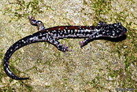 Yonahlossee Salamander