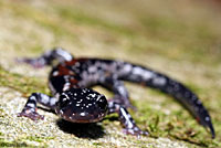 Yonahlossee Salamander