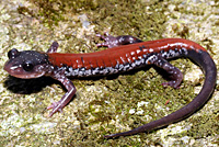 Salamander