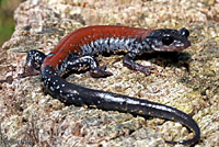 Yonahlossee Salamander