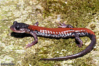 Yonahlossee Salamander