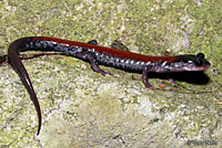 Yonahlossee Salamander