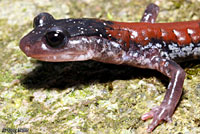 Yonahlossee Salamander