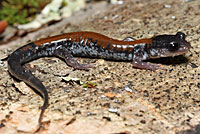 Yonahlossee Salamander