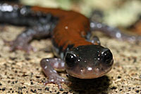 Yonahlossee Salamander