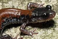 Yonahlossee Salamander