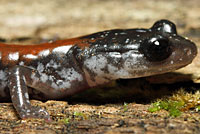 Yonahlossee Salamander